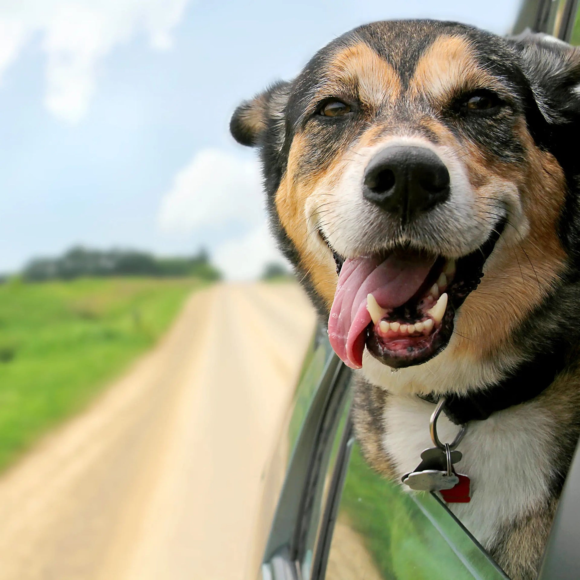 Chill dog sticking their head out the window.